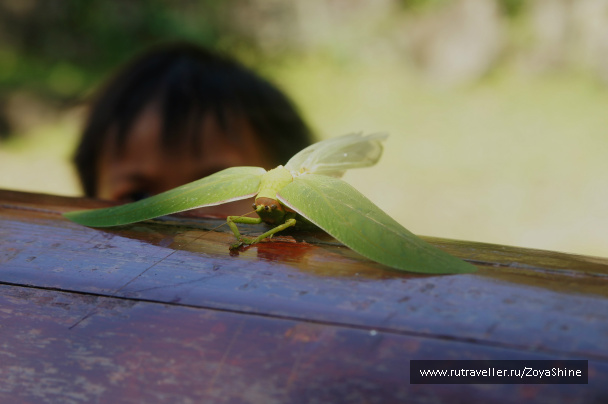 photo 233112