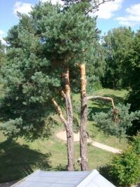 photo 466925