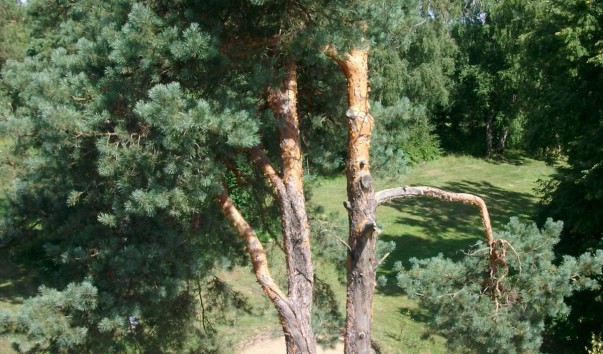 Сосна