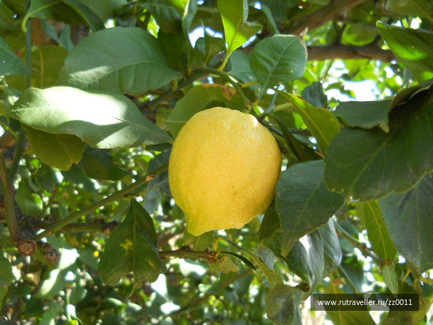 photo 241896